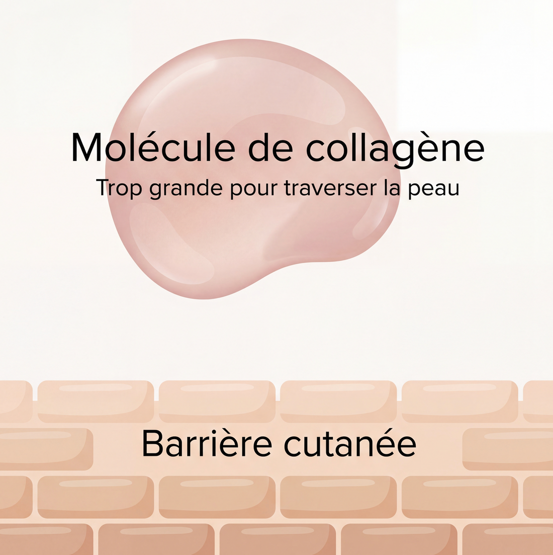 Illustration du collagène et de la peau pour un guide de prévention